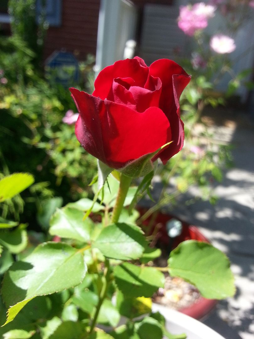 redwood photo 20130601_153538_zps23ce7adc.jpg